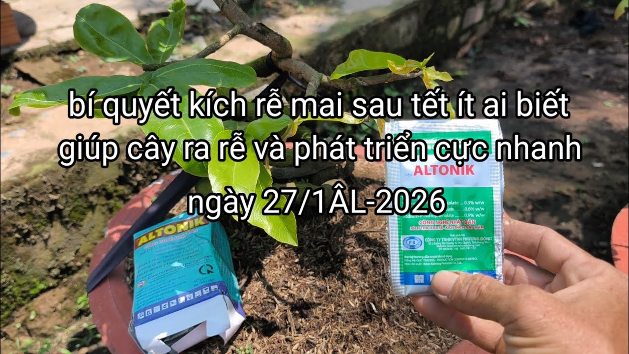 Bí quyết kích rễ mai sau tết ít ai biết,giúp cây ra rễ và phát triển cực nhanh ngày 27/1ÂL/2026.