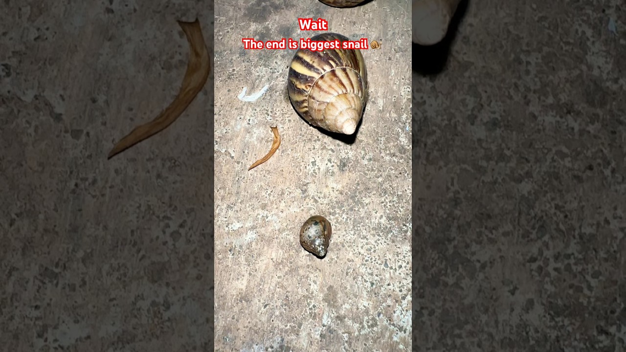 Wait the end video, Biggest snail 🐌 #snail #giant #shorts #shortvideo #wildlife