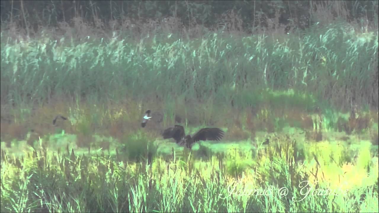 Eerste juveniele zeearend -van deze eeuw- geboren in Zuid-Holland (natuurpark de Biesbosch)
