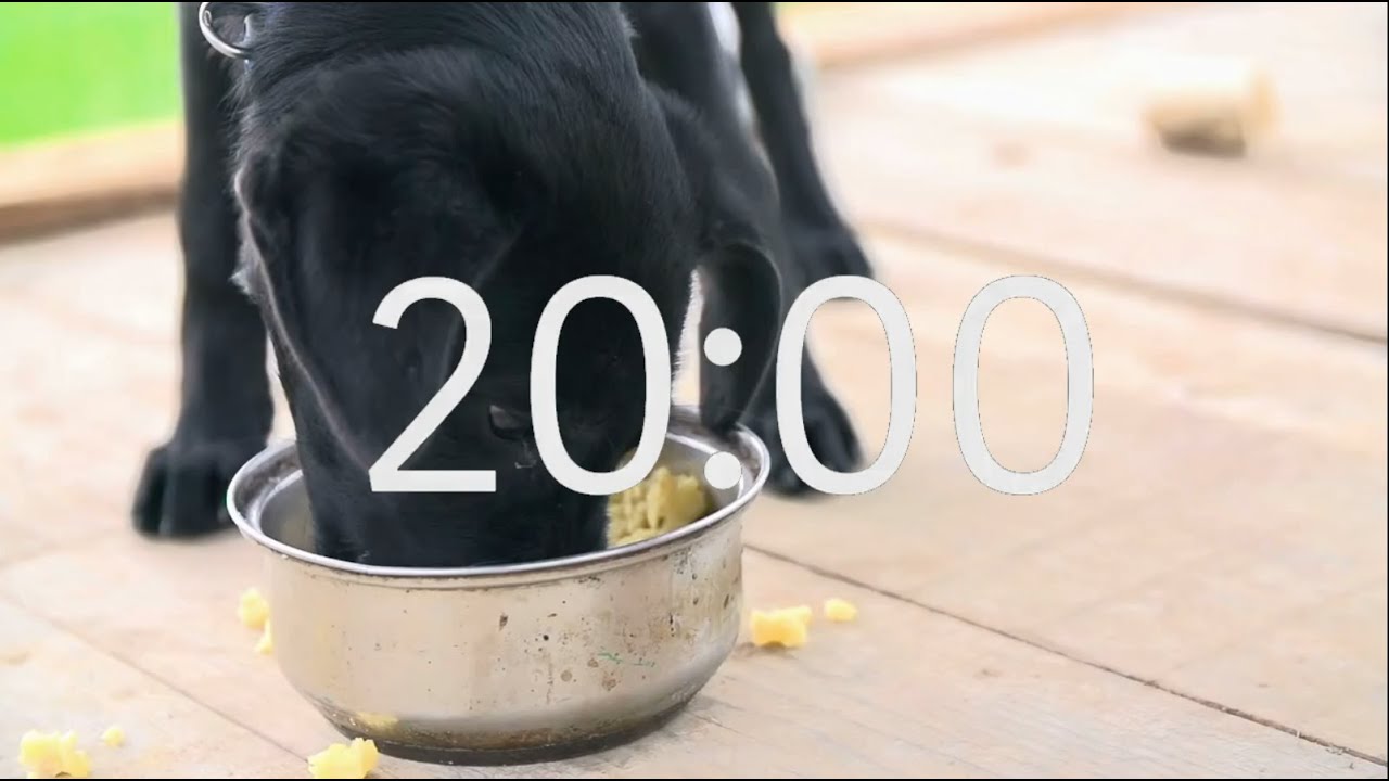 20 Minute Timer with Relaxing Music: Puppy Theme