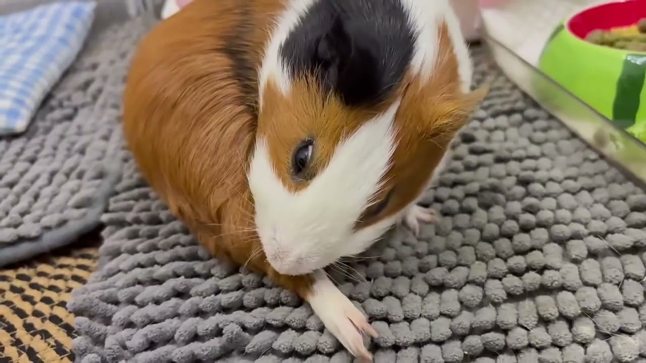 Guinea pig grooming @Ensurepetcarellc , Guinea pig boarding or drop in visits.