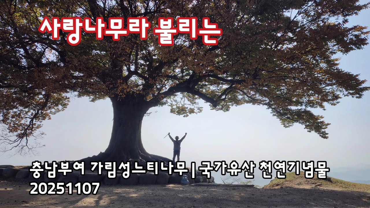 충남부여 가림성느티나무(400년), 국가유산 천연기념물 | 20251107