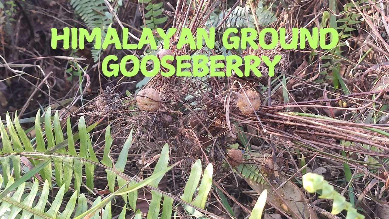 Himalayan ground gooseberry (Nephrolepsis cordifolia) a medicinal plant found in Sikkim Himalaya.