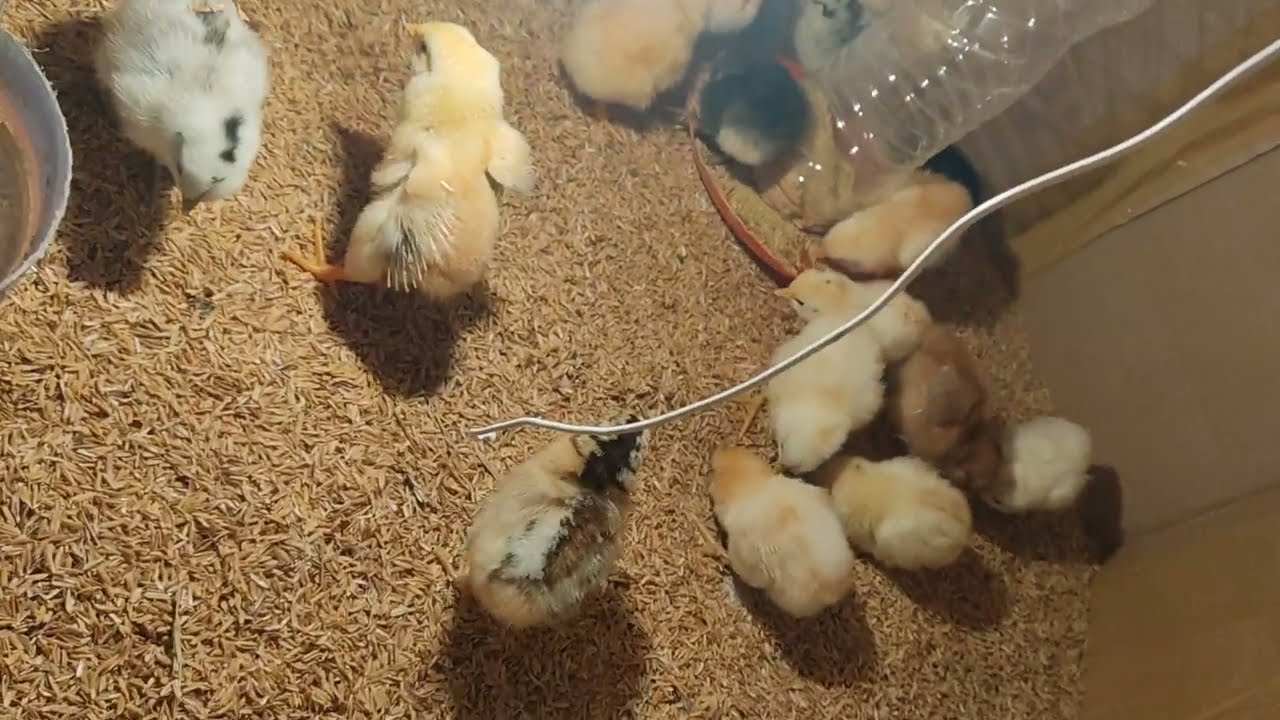 Homemade Incubator result