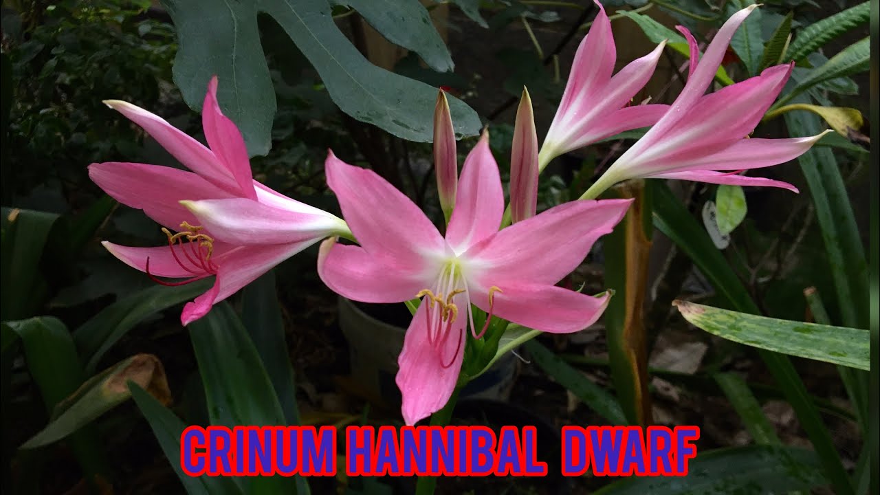 Crinum Hannibal dwarf