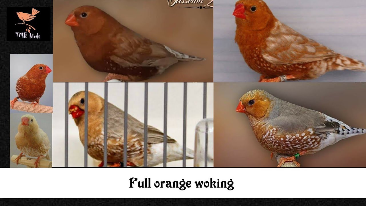 Full orange working detail