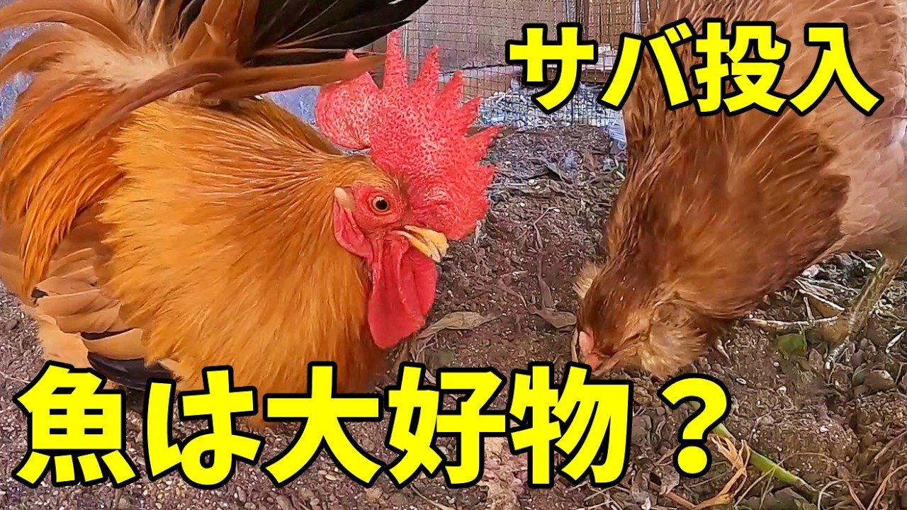 【雑食王】ニワトリ、ついにサバの味を覚える【何でも食べる】 345話目