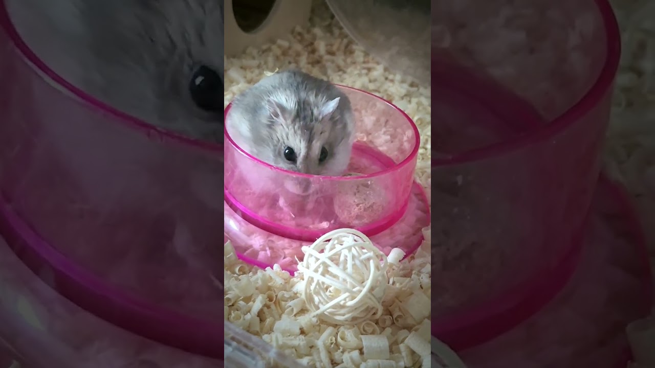 Хамтори #хамтори #животное #хамтори
