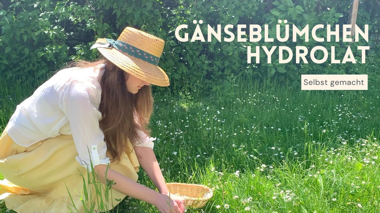G&auml;nsebl&uuml;mchen-Hydrolat ohne Destille selbst herstellen | DIY Pflanzenwasser f&uuml;r Naturkosmetik