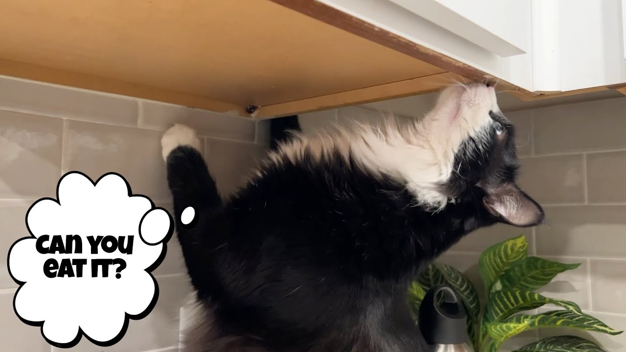 Kitchen Adventures