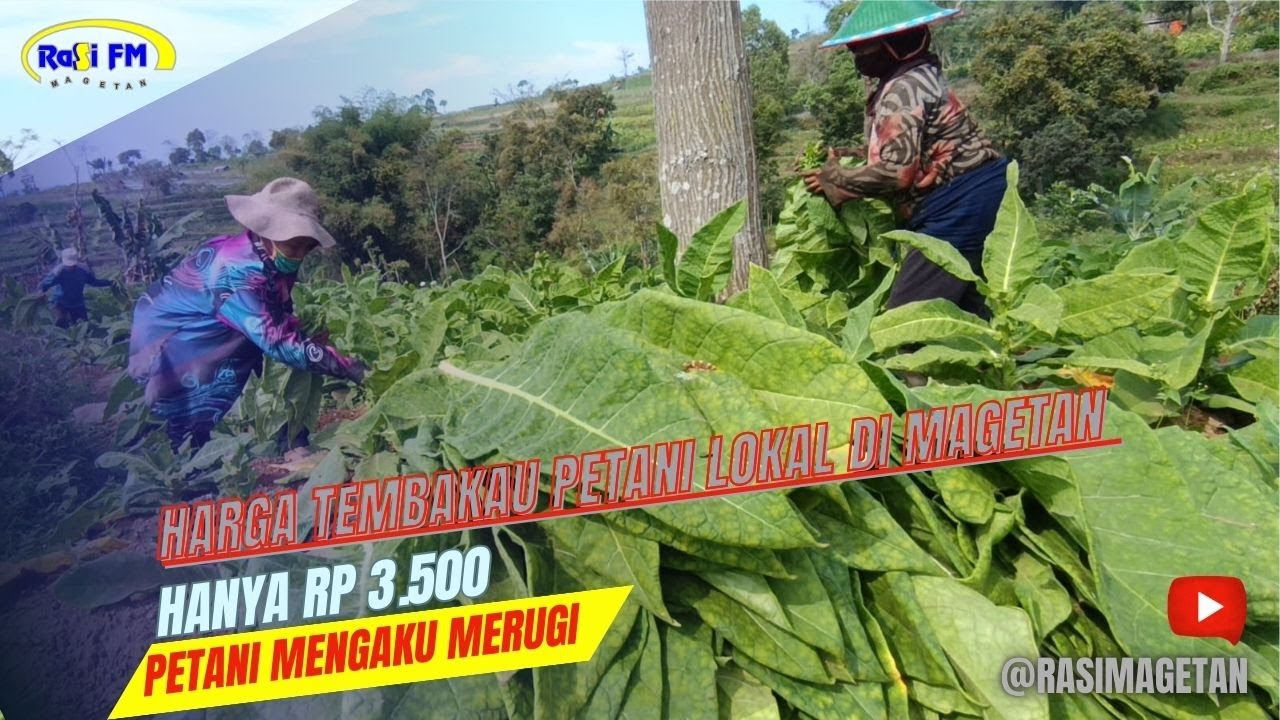 Harga Tembakau Petani Lokal di Magetan Hanya Rp 3.500 Petani Mengaku Merugi.