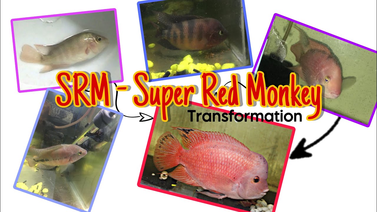 SRM - Super Red Monkey Flowerhorn Care Guide | Unlock Vibrant Colors & Growth