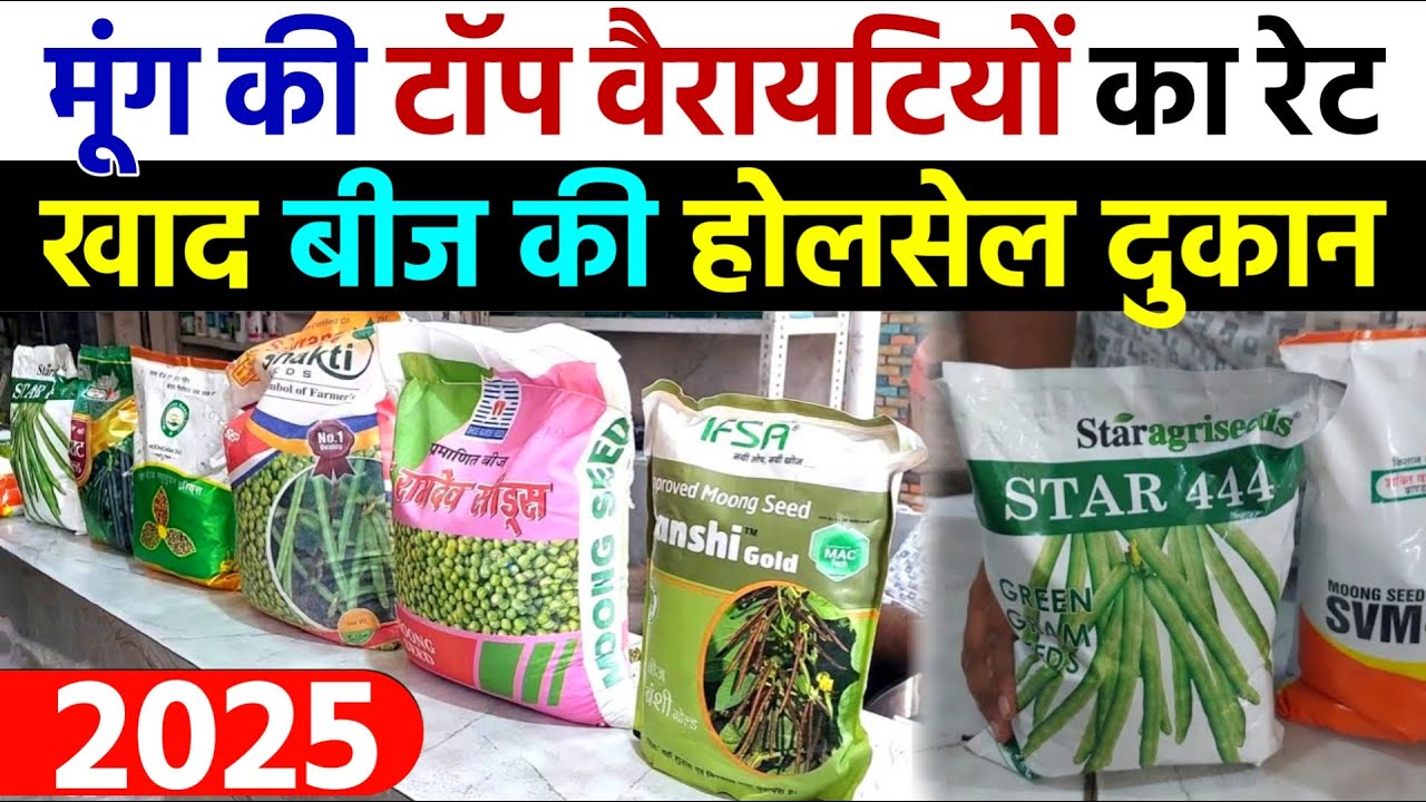 मूंग की सभी वैरायटियों का नया रेट 2025 | होलसेल की दुकान  | moong ki top variety | 📲 8930081456