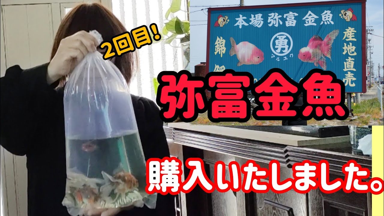[金魚]　[弥富金魚]　金魚購入して　本水槽へ迎えるまでのルーティン…　購入した金魚が産卵までも…#金魚 #金魚水槽 #goIdfIsh
