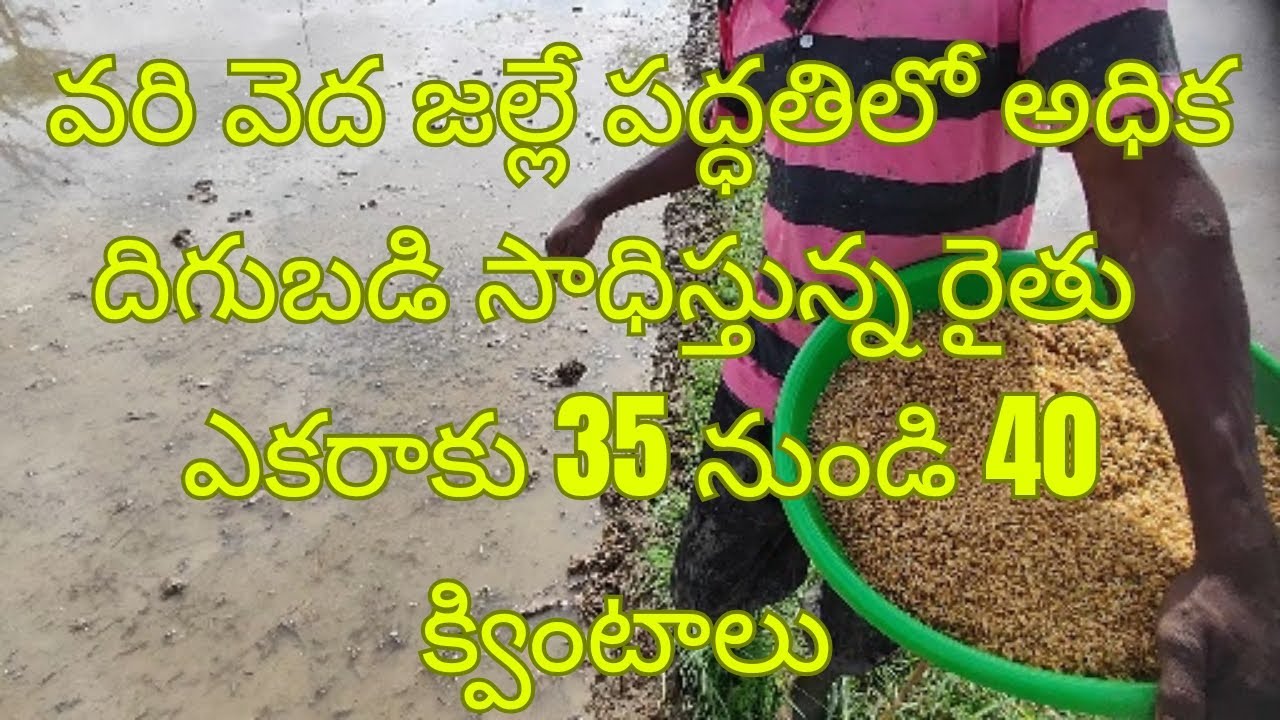 Vedajalle paddathi New 2024 || వేద జల్లే పద్ధతిలో రైతులు తీసుకోవలసిన జాగ్రత్తలు #paddy #drumseeder