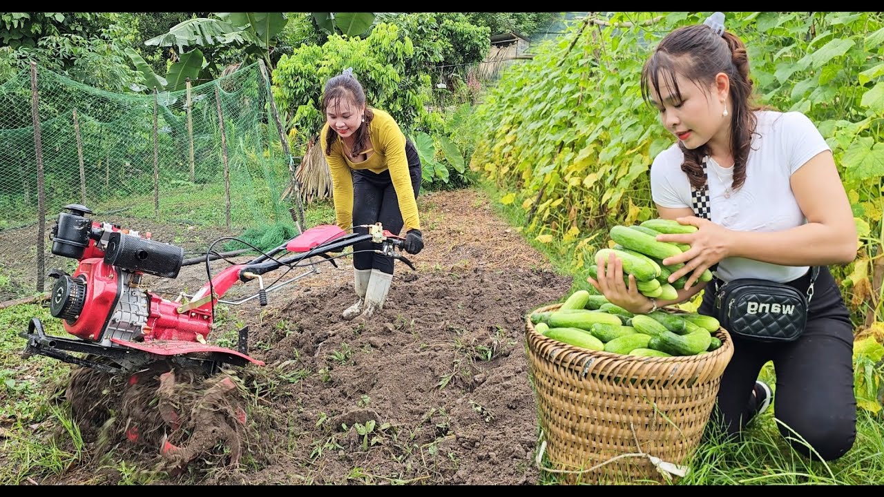 Plow and till the garden soil, pick cucumbers and bring them to the market to sell