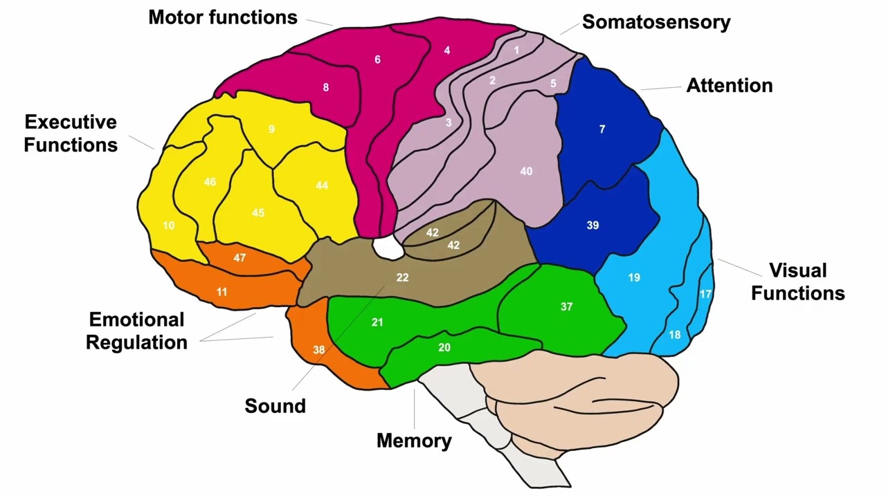 VMPFC Neuroscience