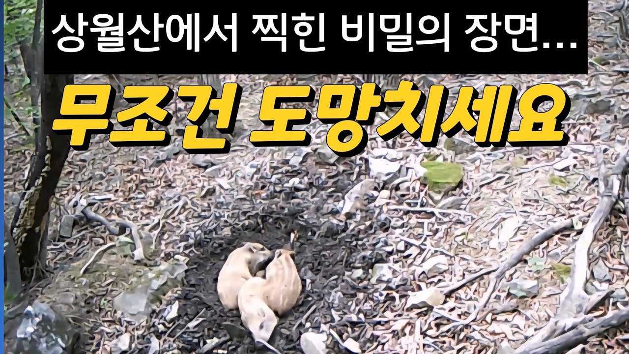 상월산에서 촬영된 비밀의 장면 무조건 도망치세요🐆표범 촬영을 위해 설치한 무인센서카메라에 잡힌 장면