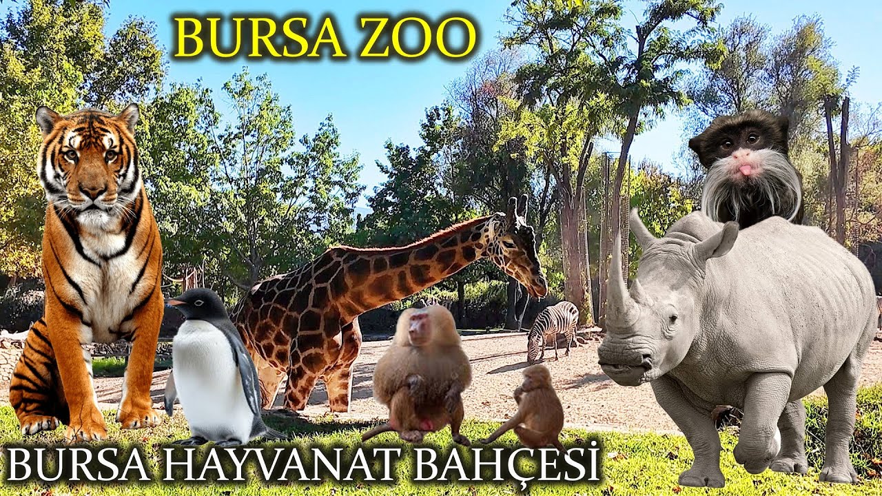 BURSA ZOO - BURSA HAYVANAT BAHÇESİ - BURSA BOTANİK PARK - BURSA VLOG - BURSA CITY ZOO