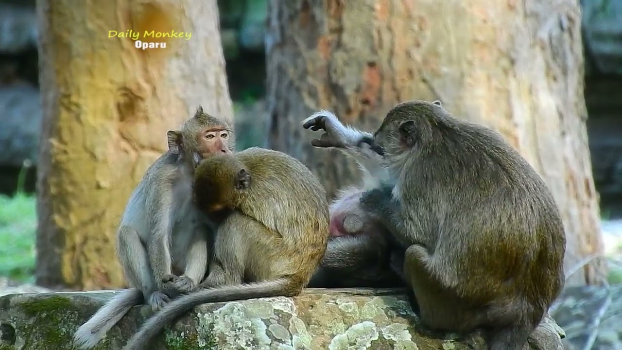 SO SWEET FAMILY MONKEY IN TEAM AMBER