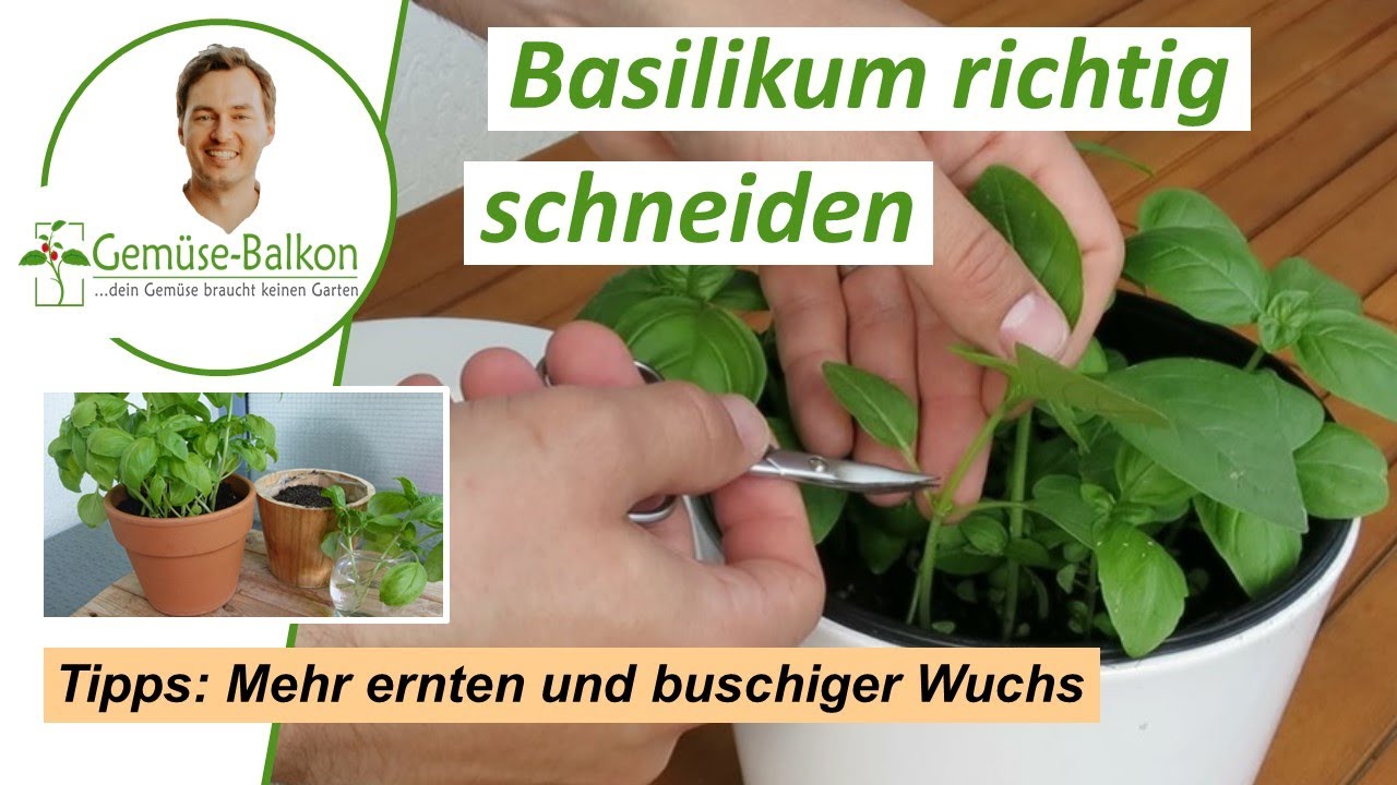 Basilikum 🌿 richtig schneiden ✂️ und ernten f&uuml;r buschiges 🌴 Wachstum