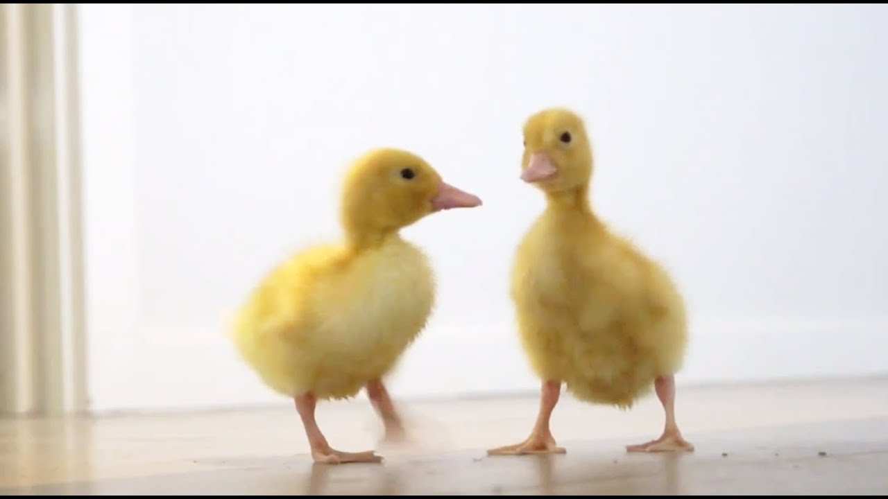 Pet ducklings