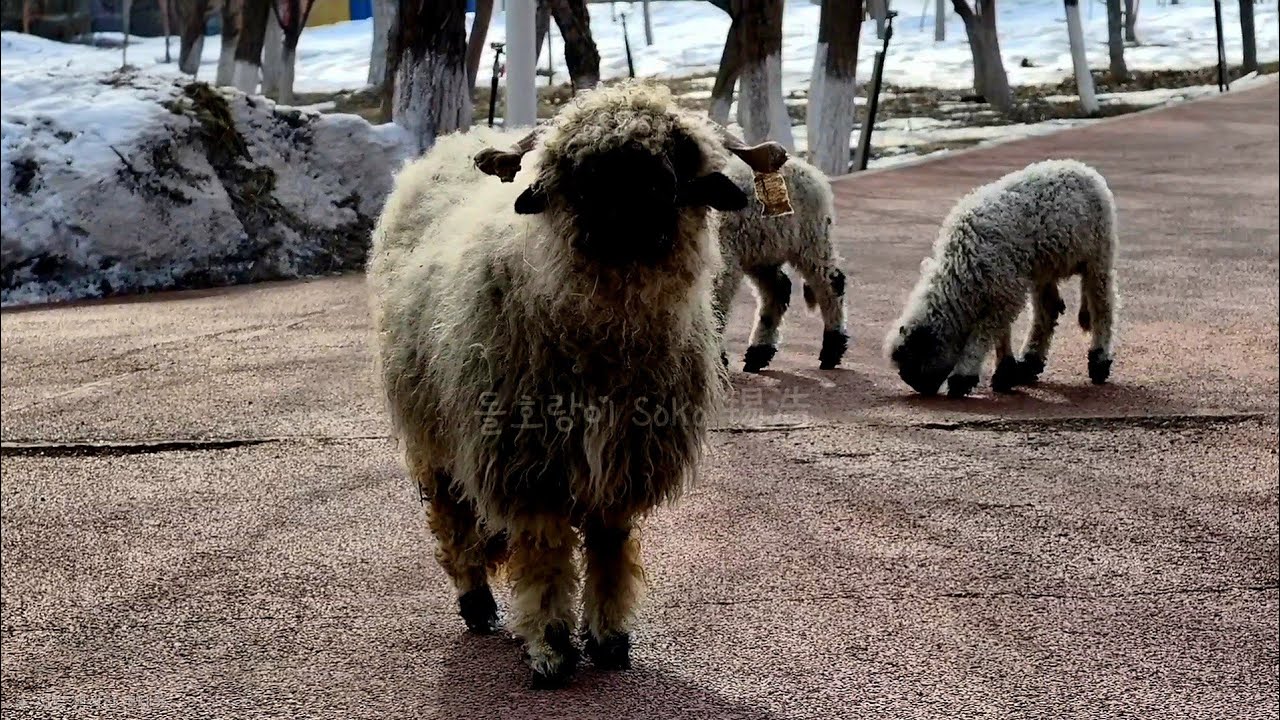 인간...먹을걸 달라...?!🐑 | 신장 판다 동물원 xinjiang Panda