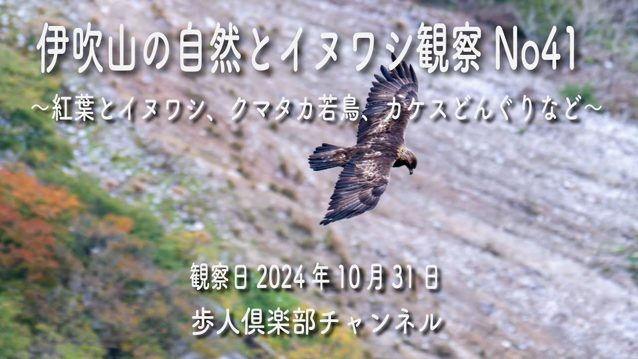 伊吹山の自然とイヌワシ観察No41（修正版）　2024年10月31日　若鳥サーナ　クマタカ若鳥　カケスどんぐりなど
