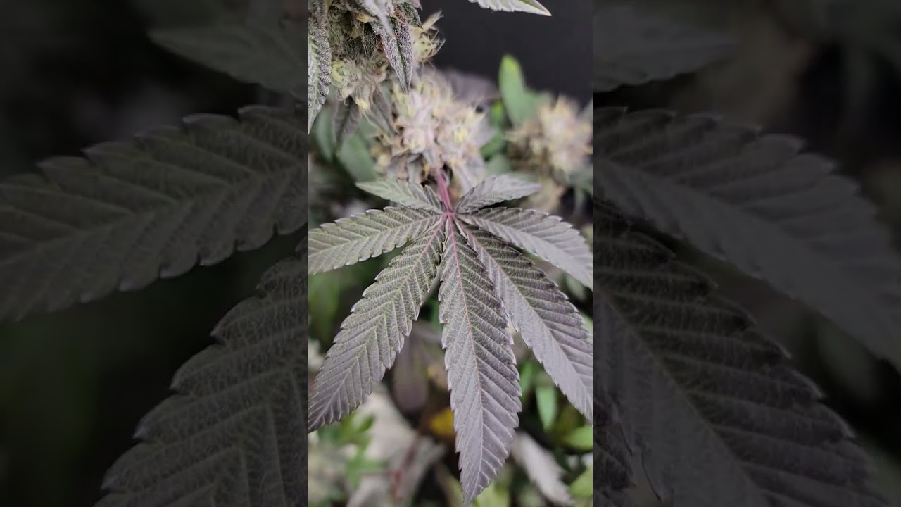 Cherry Cheesecake Fritter