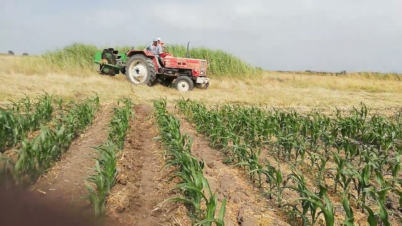 #Steyr 8073 #mısır