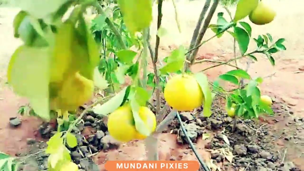 Pixie Oranges Exploding with Fruits!