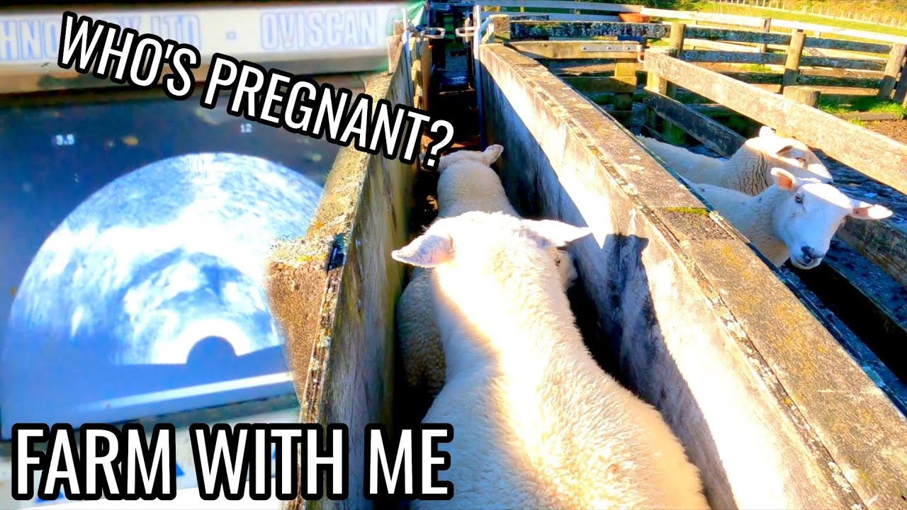 Ultrasounds for sheep │ Pregnancy scanning our ewes