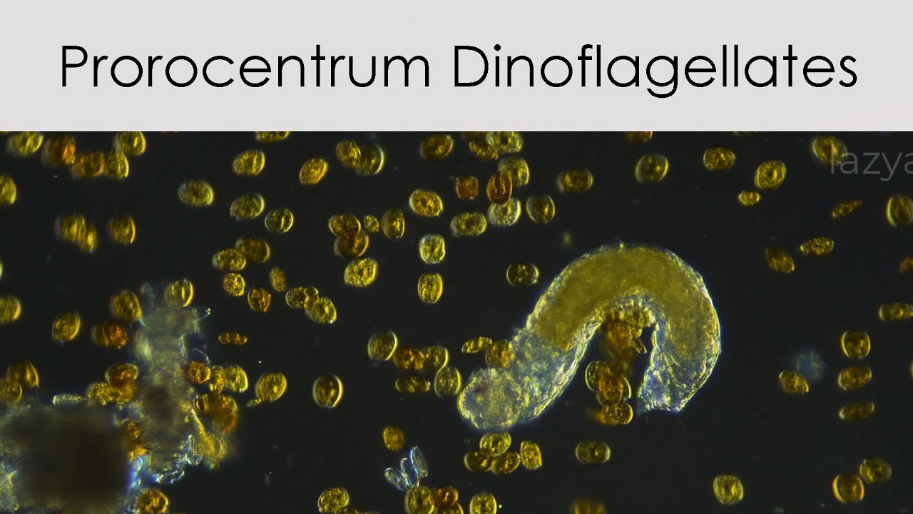 Prorocentrum Dinoflagellates