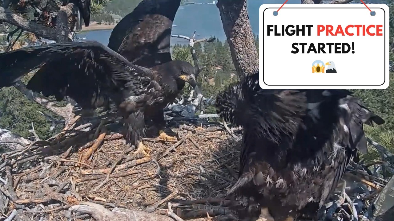 Sandy Is Training for Flight! 😱🦅 The Big Day Is Near!