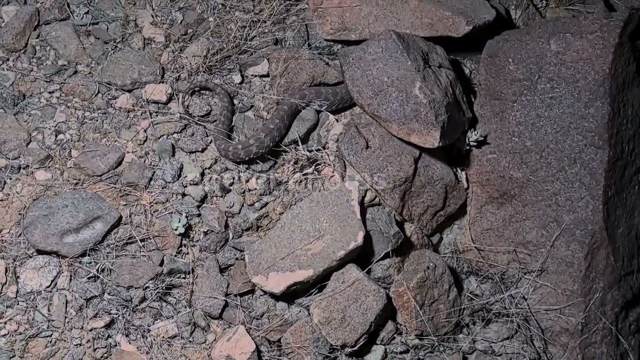 Persian Horn Viper (Pseudocerastes persicus) from the Hajjar Mountains in the United Arab Emirates.