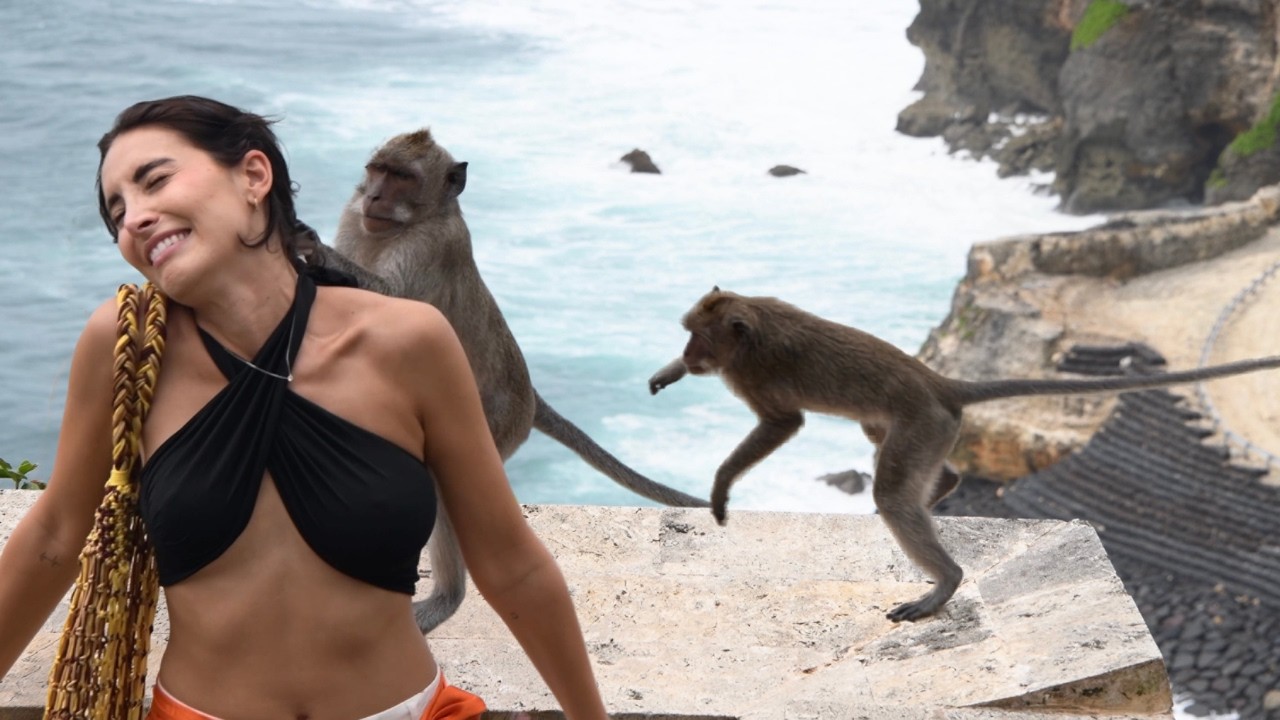 Bali Monkeys Steal Tourist Stuff... Then Demand Food to Give It Back!