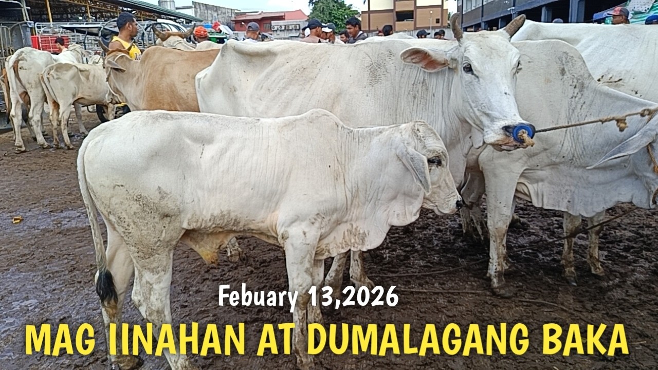 May magagandang Bakang Dumating!Padre Garcia Batangas
