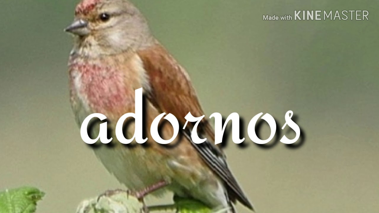 Código de canto de pardillo ( f.o.c.s.e)