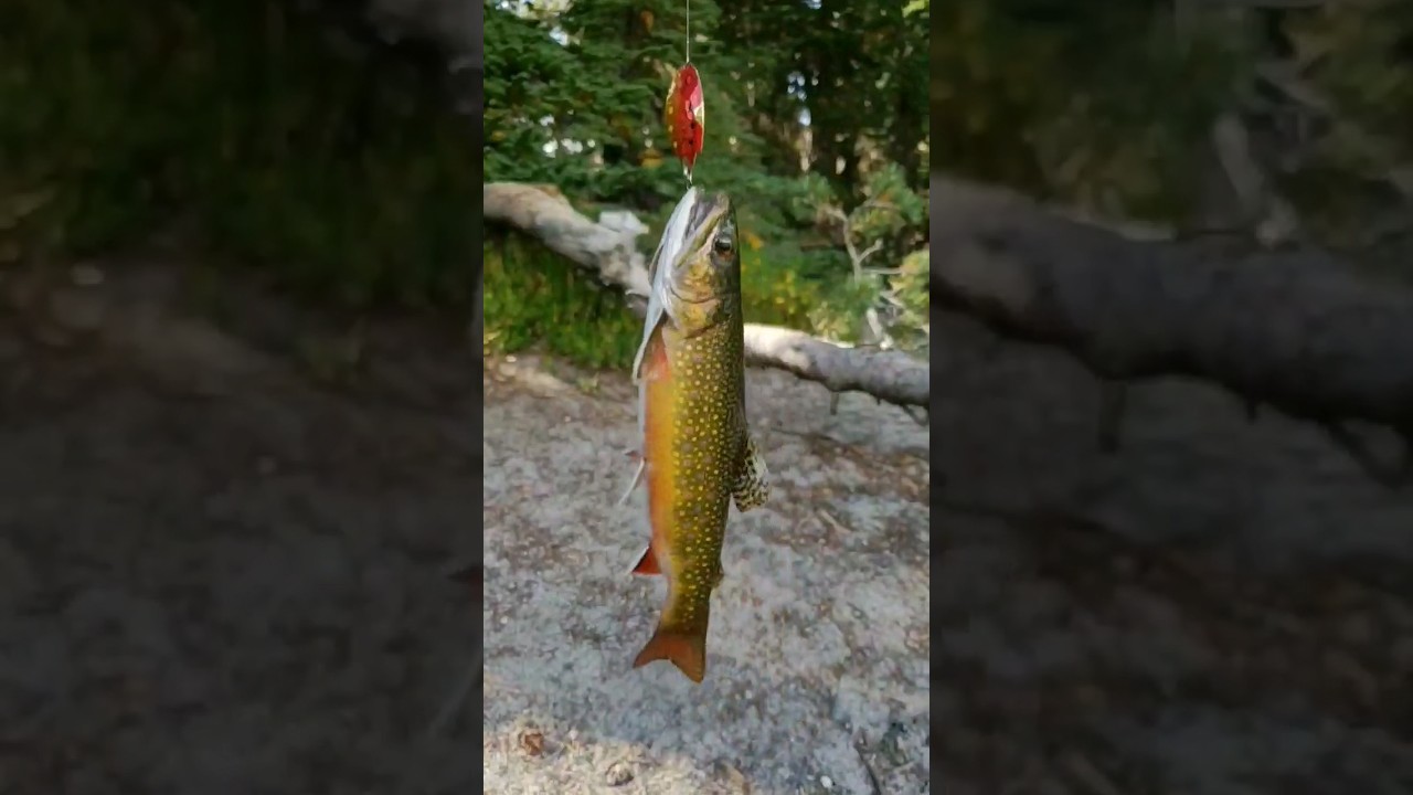 Eastern Sierra Brook Trout on the Spoon #fishing
