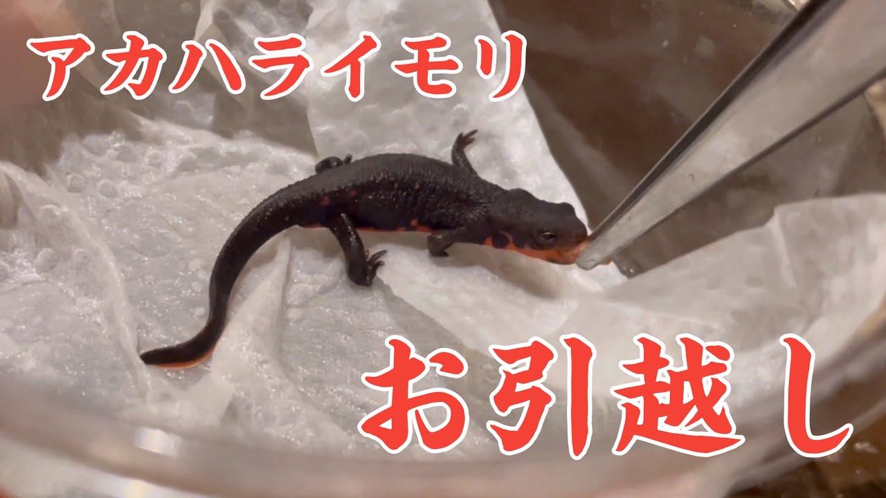 アカハライモリベビーの飼育環境をお引越ししました！