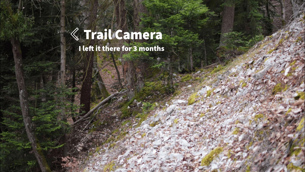 I Left My Trail Camera in the Woods for 3 Months – You Won’t Believe What It Captured