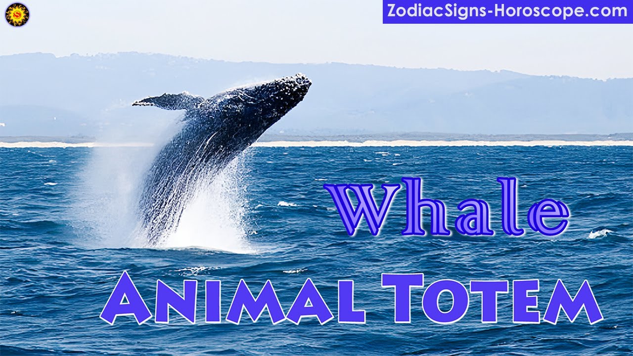 Whale Animal Totem - Whale Spirit Animal Meaning, Symbolism, Dream of the Whale Totem
