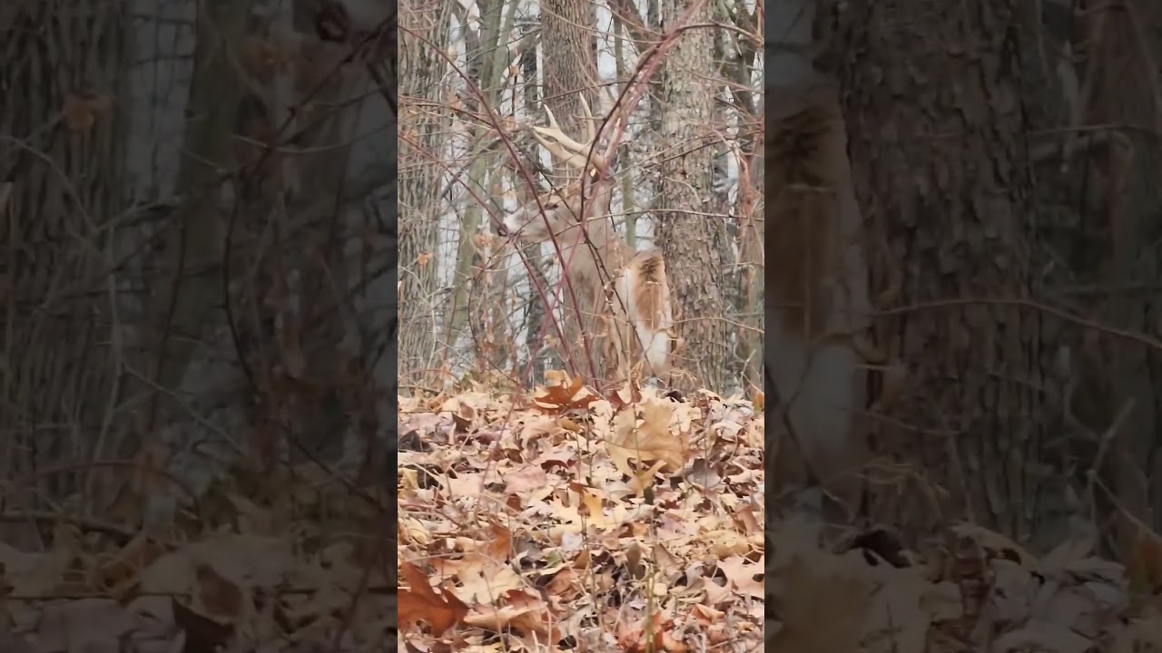 I saw  a deer, and it ran away. #nature #winter #animals