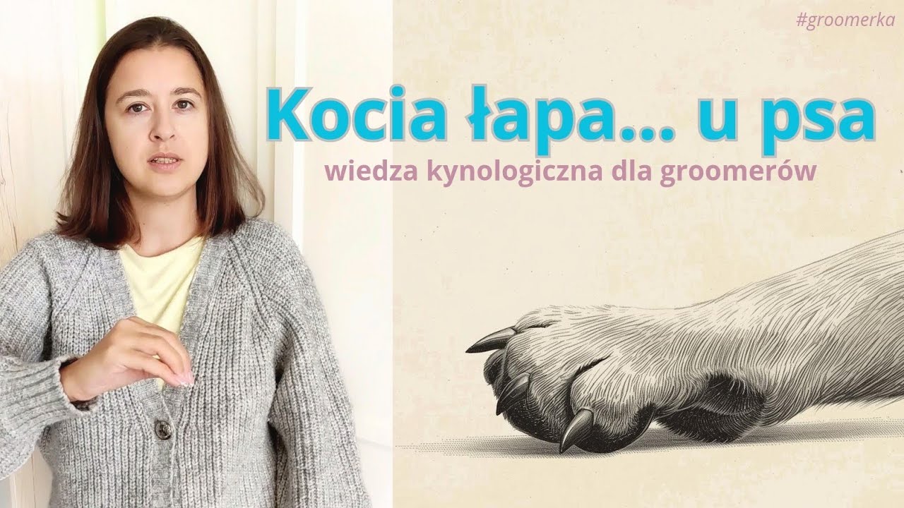 Kocia łapa u psów – co to znaczy i po co jest? 🐾 #Kynologia #Grooming
