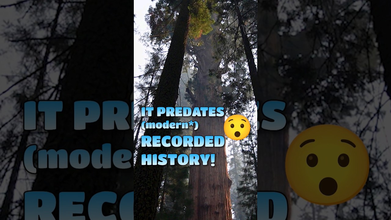 The Majesty of the General Sherman Tree: Nature's Giant #nature #travel