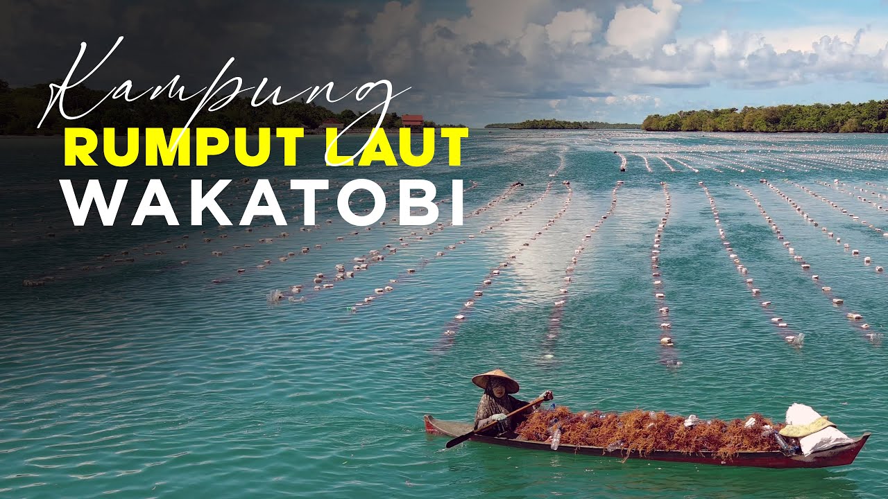 #kkp Tetapkan #wakatobi sebagai kampung #rumput #laut