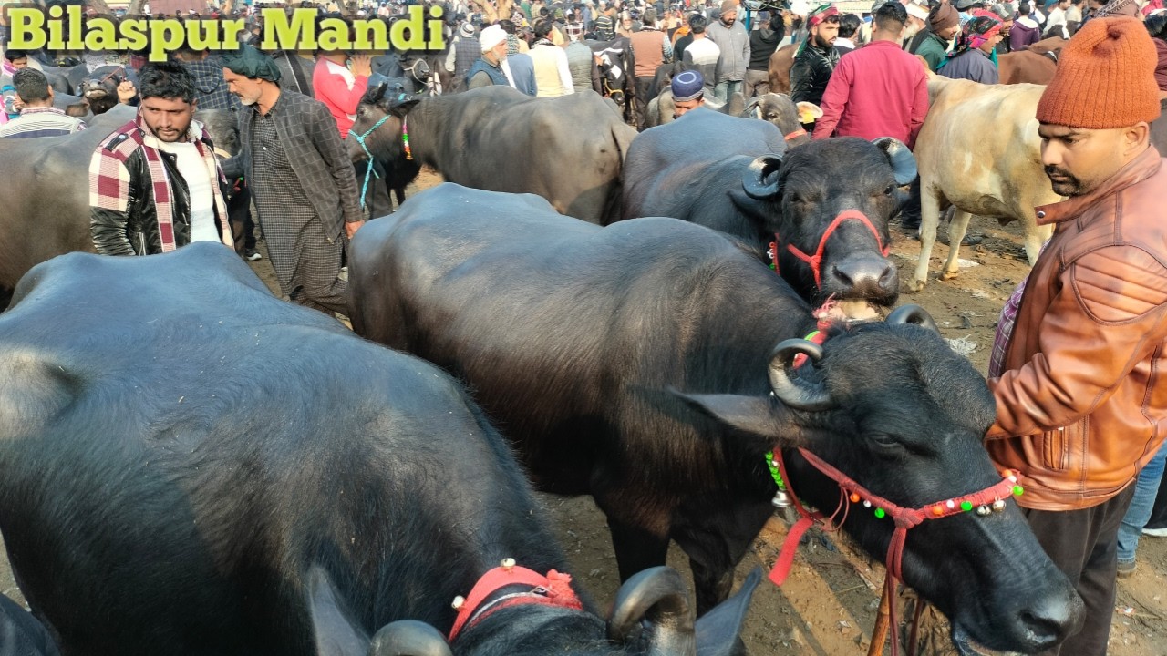 14 Feb Bilaspur bhains Mandi 2026 new update | Bilaspur pashu bazar U P | buffalo market in India