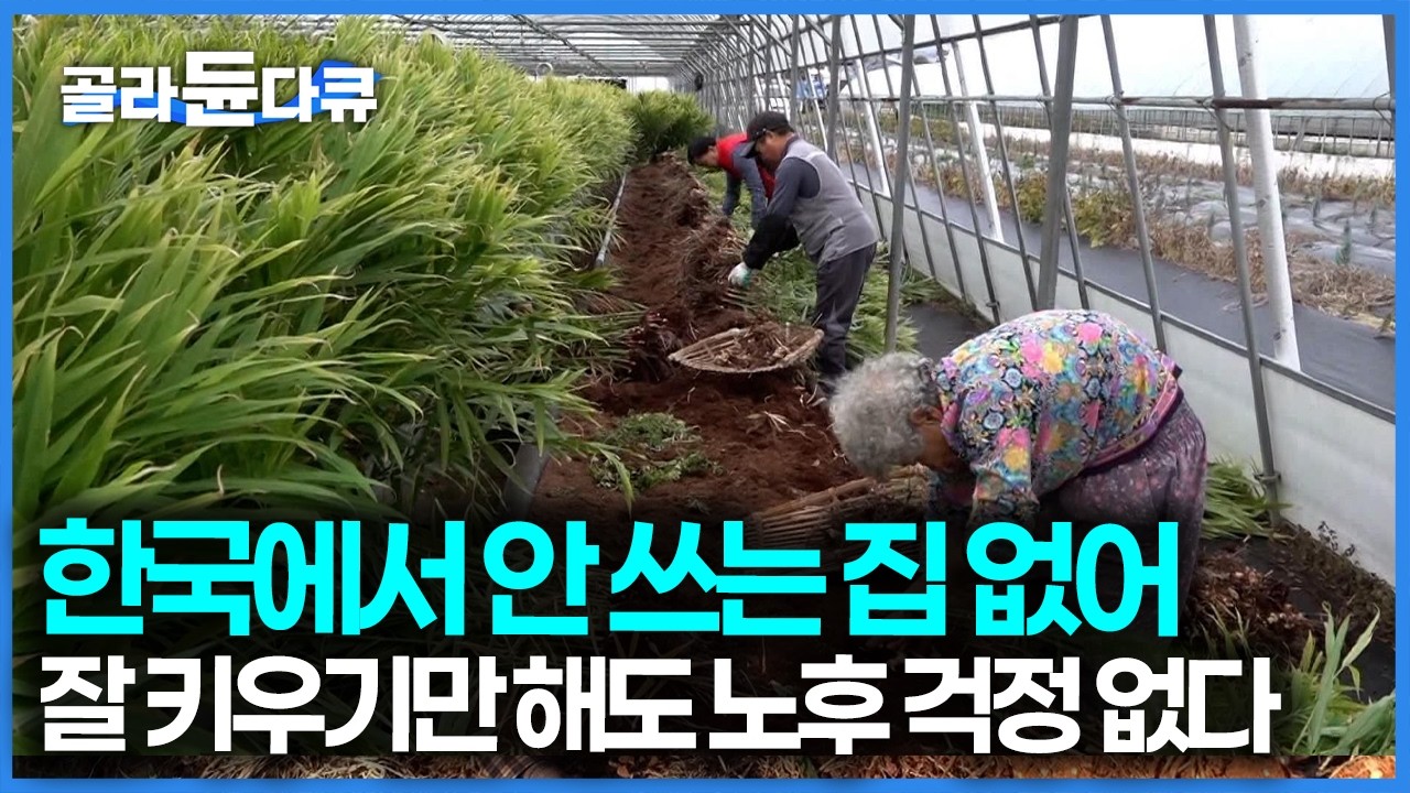 잘 키우기만 하면 노후 보장된다, 한국에서 음식 할 때 절대 빼놓을 수 없는 재료 토종 생강 재배｜극한직업｜#골라듄다큐