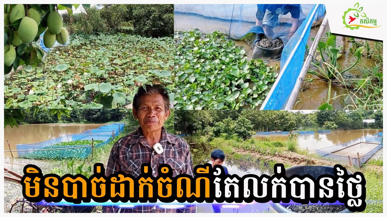 ច្រូតស្រូវហើយ ដាក់ចិញ្ចឹមត្រីរាប់ម៉ឺនក្បាល ដោយមិនប្រើចំណី បានត្រីស្រែធម្មជាតិលក់បានថ្លៃ