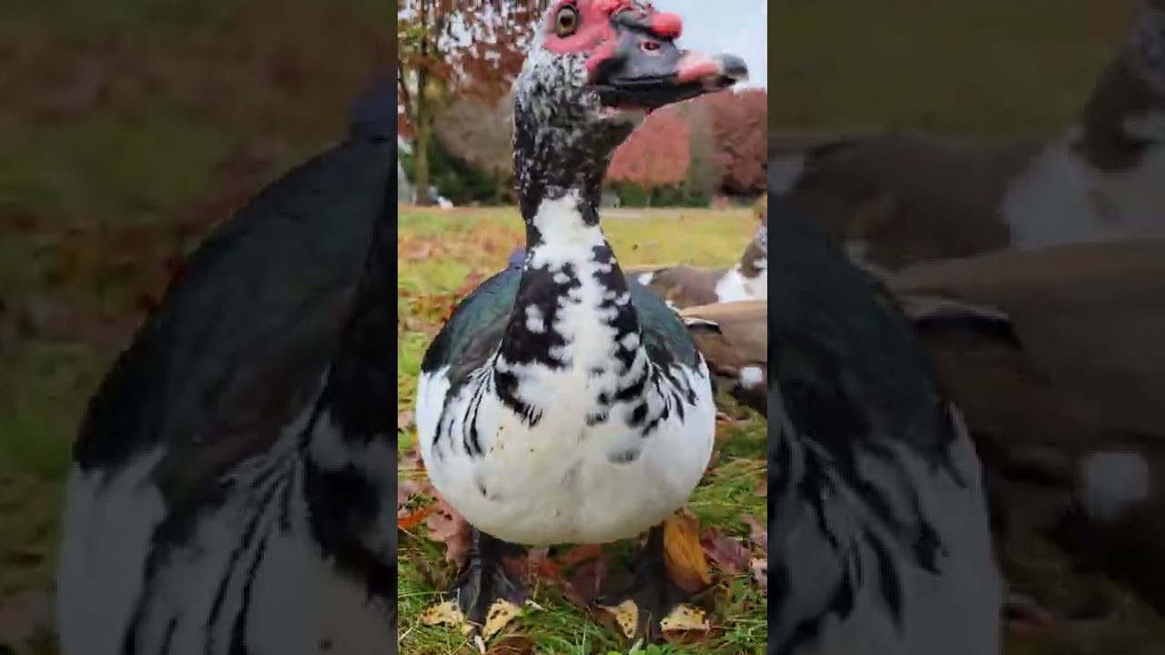 Colorful Muscovy Ducks